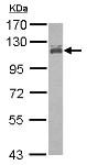 Western blot - Anti-MCC antibody (AB125920), expandable thumbnail