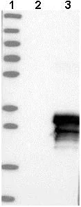 Western blot - Anti-MCEMP1 antibody (AB121447)
