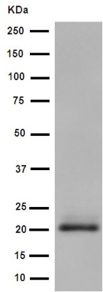 Western blot - Anti-MCEMP1 antibody [EPR14393] - BSA and Azide free (AB250966), expandable thumbnail