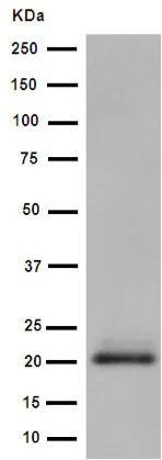 Western blot - Anti-MCEMP1 antibody [EPR14393] - BSA and Azide free (AB250966)