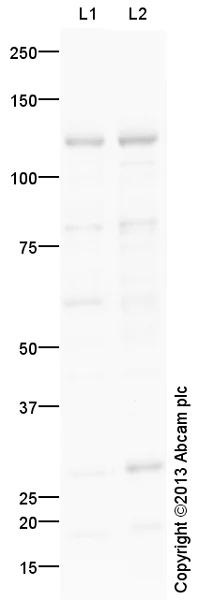 Western blot - MCF7 nuclear extract lysate (AB14860)