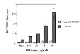 Functional Studies - MCF7 nuclear extract lysate (H2O2 post treated) (AB14863)