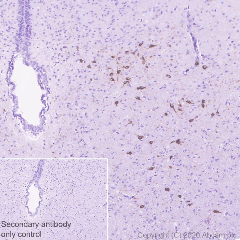 Immunohistochemistry (Formalin/PFA-fixed paraffin-embedded sections) - Anti-MCH antibody [EPR23778-94] - BSA and Azide free (AB274423)