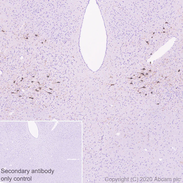 Immunohistochemistry (Formalin/PFA-fixed paraffin-embedded sections) - Anti-MCH antibody [EPR23778-94] - BSA and Azide free (AB274423)