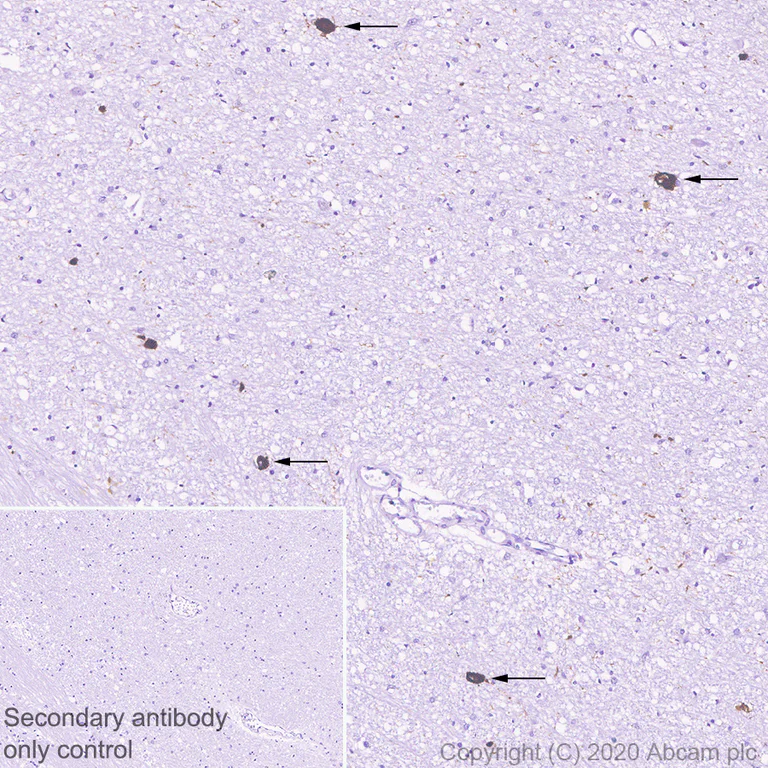 Immunohistochemistry (Formalin/PFA-fixed paraffin-embedded sections) - Anti-MCH antibody [EPR23778-94] - BSA and Azide free (AB274423)