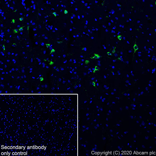 Immunohistochemistry (Frozen sections) - Anti-MCH antibody [EPR23778-94] - BSA and Azide free (AB274423)