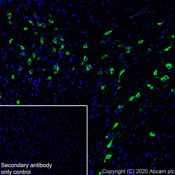 Immunohistochemistry (Frozen sections) - Anti-MCH antibody [EPR23778-94] - BSA and Azide free (AB274423)