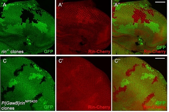 Anti-mCherry 抗体 [1C51] (ab125096) | Abcam