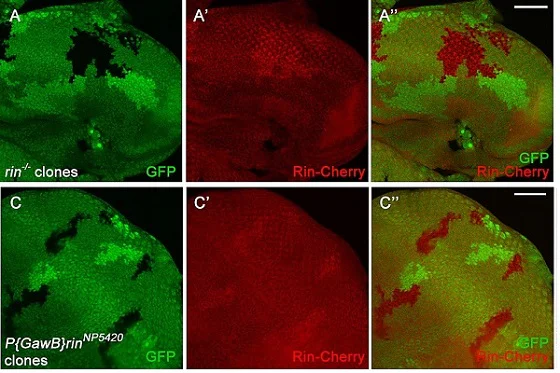Immunohistochemistry (Formalin/PFA-fixed paraffin-embedded sections) - Anti-mCherry antibody [1C51] (AB125096)