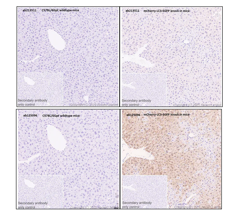 Immunohistochemistry (Formalin/PFA-fixed paraffin-embedded sections) - Anti-mCherry antibody [1C51] (AB125096)