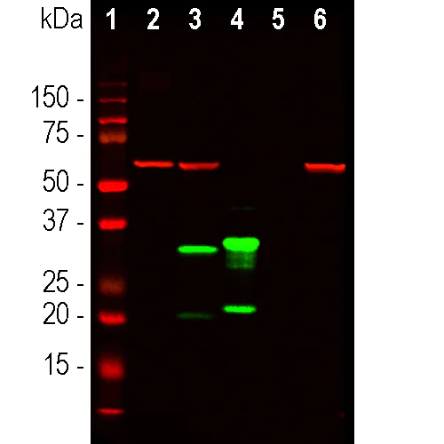 Western blot - Anti-mCherry antibody [1C51] (AB125096)