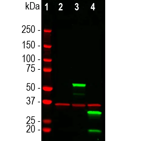 Western blot - Anti-mCherry antibody [1C51] (AB125096)
