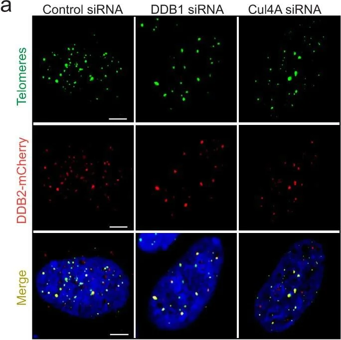 Immunocytochemistry/ Immunofluorescence - Anti-mCherry antibody (AB167453)