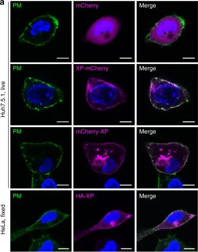 Immunocytochemistry/ Immunofluorescence - Anti-mCherry antibody (AB167453)