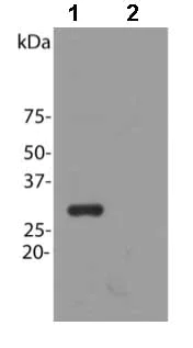 Western blot - Anti-mCherry antibody (AB167453)