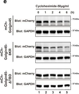 Western blot - Anti-mCherry antibody (AB167453)