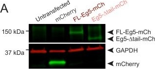 Anti-mCherry antibody. Rabbit polyclonal (ab167453) | Abcam Anti-mCherry antibody. Rabbit polyclonal (ab167453) | Abcam