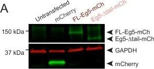 Western blot - Anti-mCherry antibody (AB167453)
