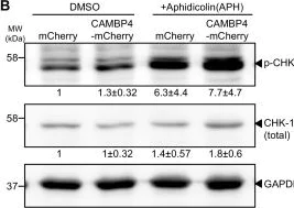 Western blot - Anti-mCherry antibody (AB167453)