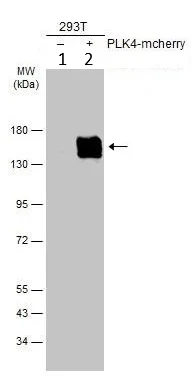 Western blot - Anti-mCherry antibody (AB183628)