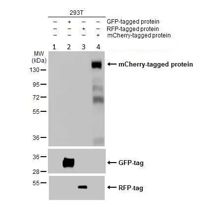 Western blot - Anti-mCherry antibody (AB183628)