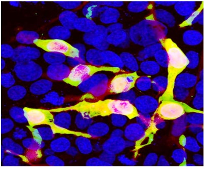 Immunocytochemistry/ Immunofluorescence - Anti-mCherry antibody (AB205402), expandable thumbnail