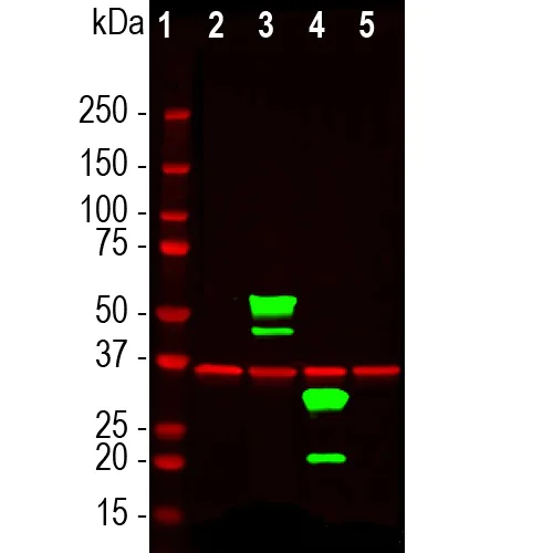 Western blot - Anti-mCherry antibody (AB205402)