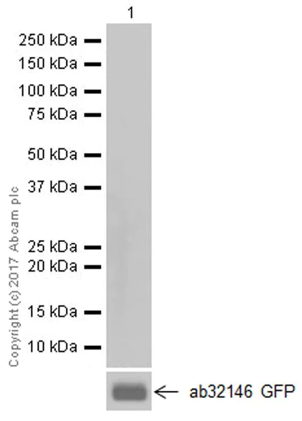 Western blot - Anti-mCherry antibody [EPR20579] (AB213511)