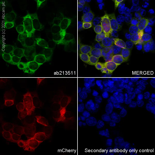 Immunocytochemistry/ Immunofluorescence - Anti-mCherry antibody [EPR20579] - BSA and Azide free (AB232341)