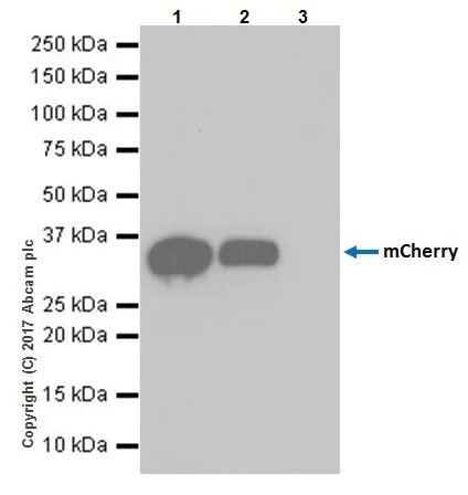 Immunoprecipitation - Anti-mCherry antibody [EPR20579] - BSA and Azide free (AB232341)
