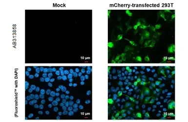 Immunocytochemistry/ Immunofluorescence - Anti-mCherry antibody [HL1482] - BSA and Azide free (AB313858)
