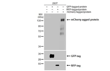 Western blot - Anti-mCherry antibody [HL1482] - BSA and Azide free (AB313858)