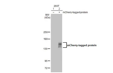Western blot - Anti-mCherry antibody [HL1482] - BSA and Azide free (AB313858)