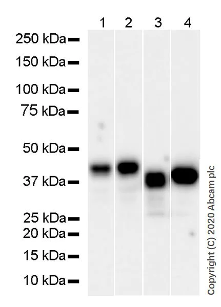 Western blot - Anti-MCL1 antibody [19C4-15] - BSA and Azide free (AB252253)