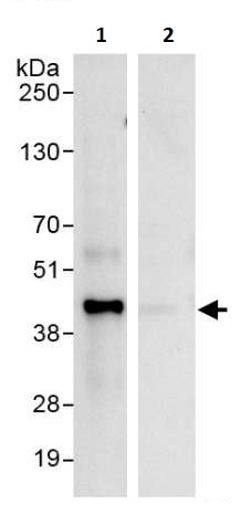 Immunoprecipitation - Anti-MCL1 antibody (AB246684)