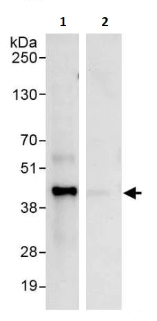 Immunoprecipitation - Anti-MCL1 antibody (AB246684)