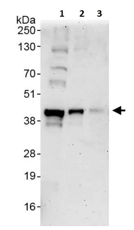 Western blot - Anti-MCL1 antibody (AB246684)
