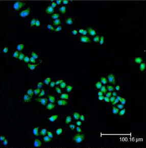 Immunocytochemistry/ Immunofluorescence - Anti-MCL1 antibody (AB28147)