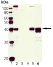 Western blot - Anti-MCL1 antibody (AB28147)