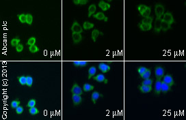 Immunocytochemistry/ Immunofluorescence - Anti-MCL1 antibody [Y37] (ab32087), expandable thumbnail