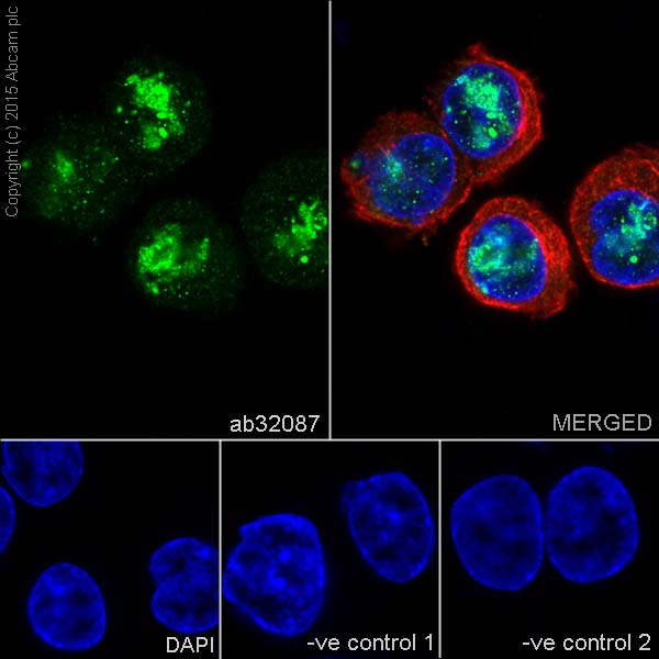 Immunocytochemistry/ Immunofluorescence - Anti-MCL1 antibody [Y37] (AB32087), expandable thumbnail