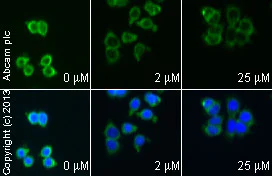 Immunocytochemistry/ Immunofluorescence - Anti-MCL1 antibody [Y37] - BSA and Azide free (AB186822)