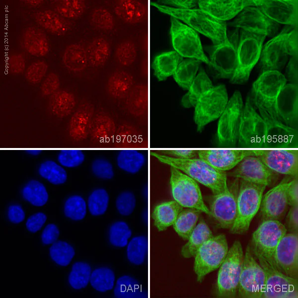 Immunocytochemistry/ Immunofluorescence - Anti-MCL1 antibody [Y37] - BSA and Azide free (AB186822)
