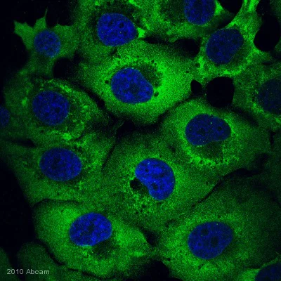 Immunocytochemistry/ Immunofluorescence - Anti-MCL1 antibody [Y37] - BSA and Azide free (AB186822)