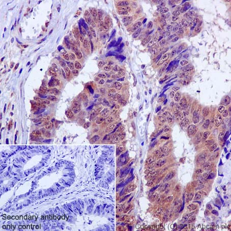 Immunohistochemistry (Formalin/PFA-fixed paraffin-embedded sections) - Anti-MCL1 antibody [Y37] - BSA and Azide free (AB186822)