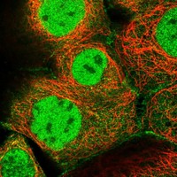 Immunocytochemistry/ Immunofluorescence - Anti-MCM-BP antibody (AB122478), expandable thumbnail
