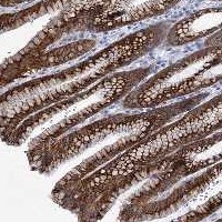 Immunohistochemistry (Formalin/PFA-fixed paraffin-embedded sections) - Anti-MCM-BP antibody (AB122478), expandable thumbnail