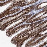 Immunohistochemistry (Formalin/PFA-fixed paraffin-embedded sections) - Anti-MCM-BP antibody (AB122478)