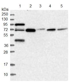 Western blot - Anti-MCM-BP antibody (AB122478), expandable thumbnail