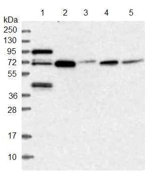 Western blot - Anti-MCM-BP antibody (AB122478)